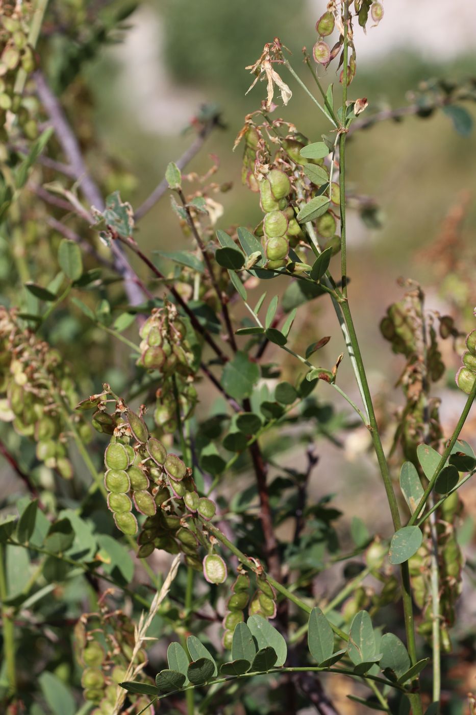 Image of Hedysarum flavescens specimen.