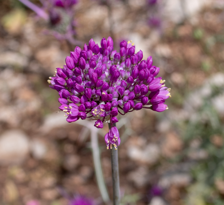 Image of Allium carmeli specimen.