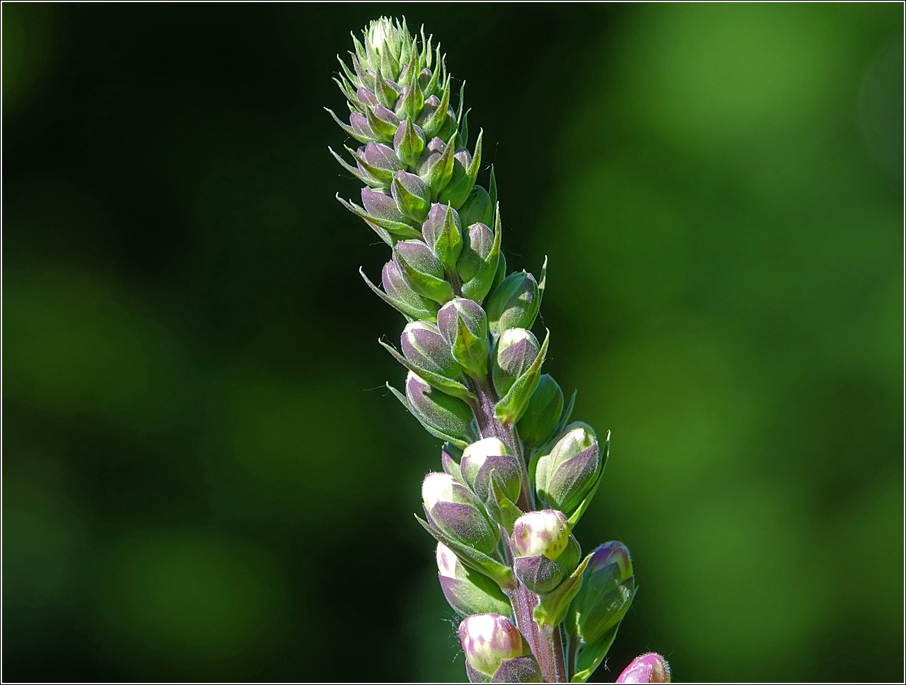 Изображение особи Digitalis purpurea.