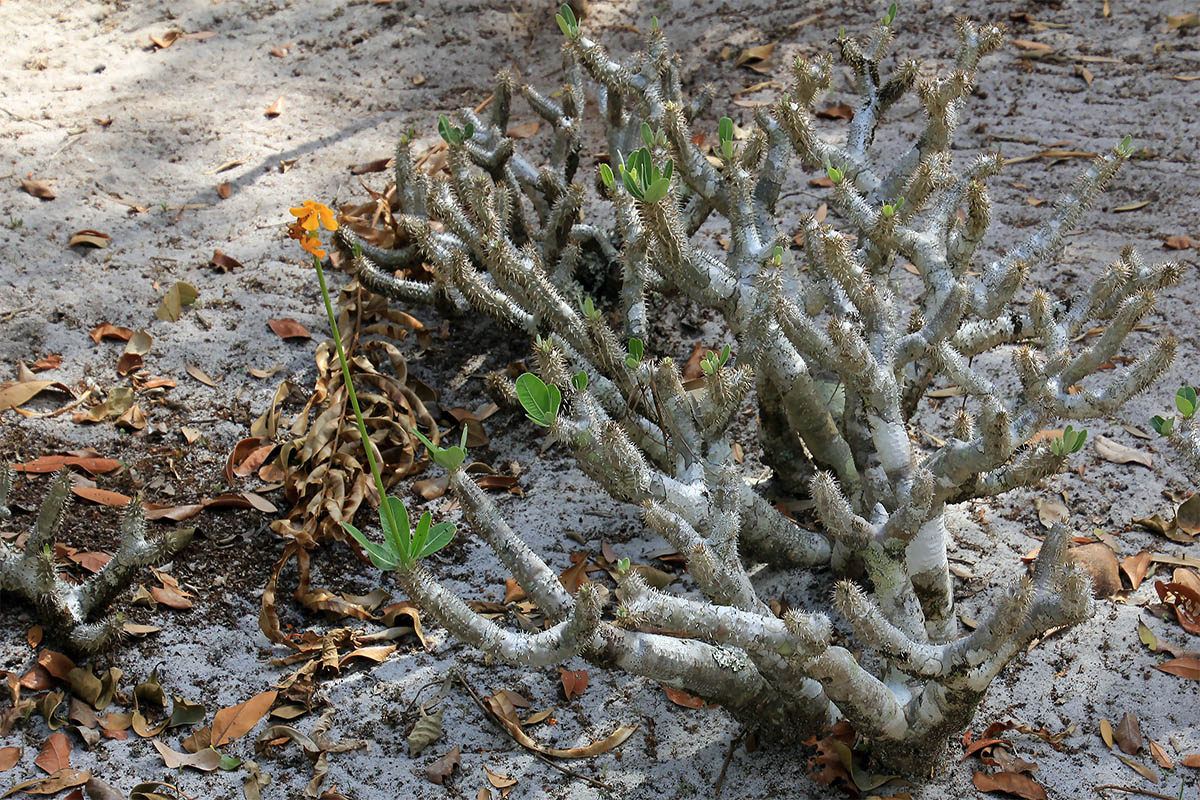 Изображение особи род Pachypodium.