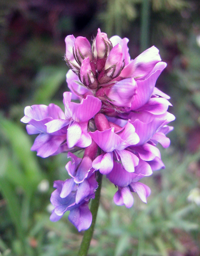 Изображение особи Oxytropis lapponica.