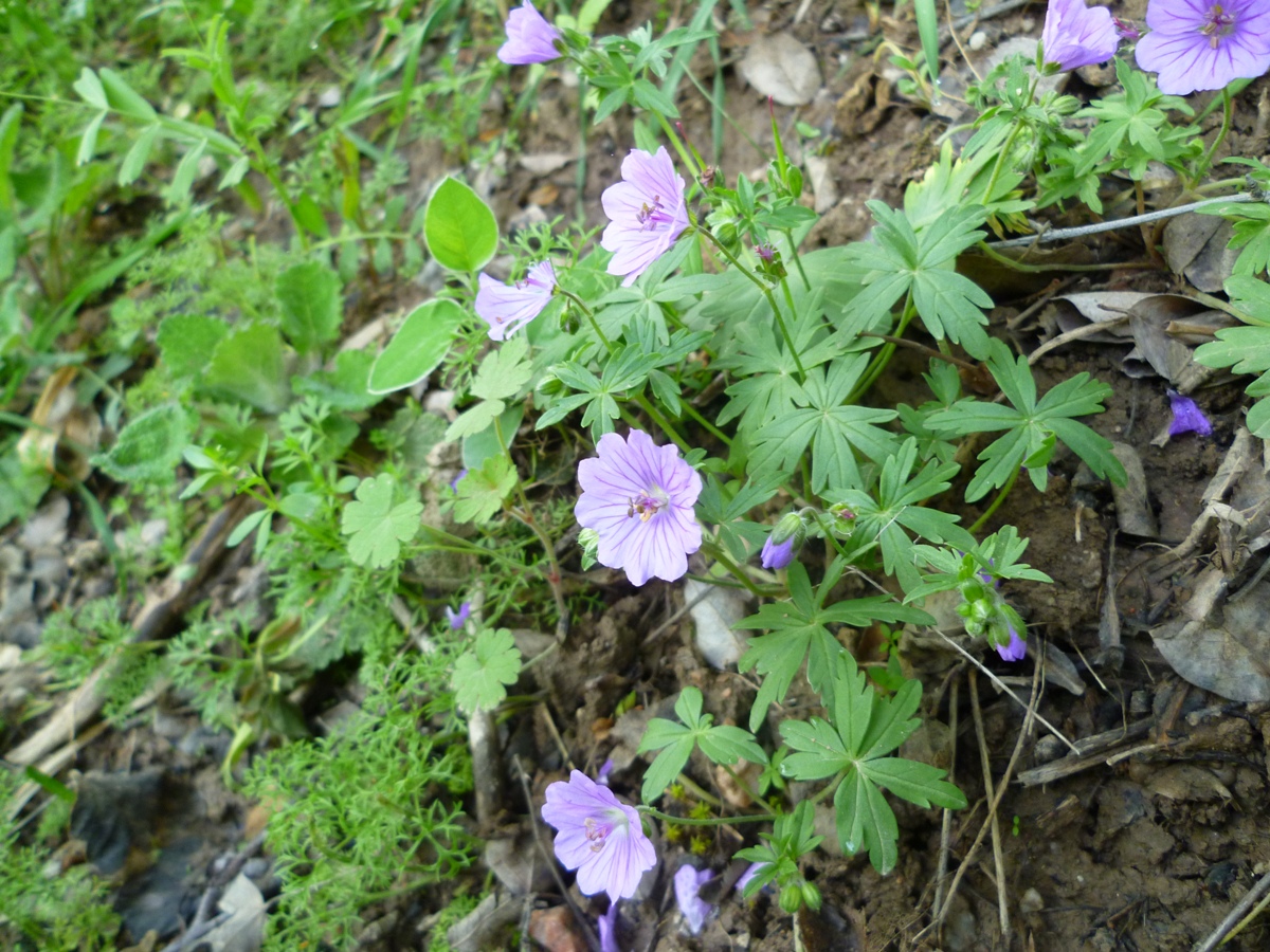 Изображение особи Geranium charlesii.