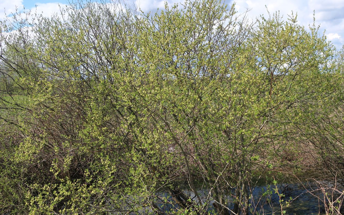 Изображение особи Salix myrsinifolia.