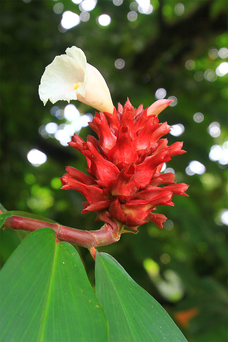 Изображение особи Hellenia speciosa.