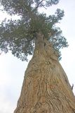 семейство Cupressaceae. Взрослое растение. Бутан, дзонгхаг Тронгса, национальный парк \"Jigme Singye Wangchuck\". 08.05.2019.