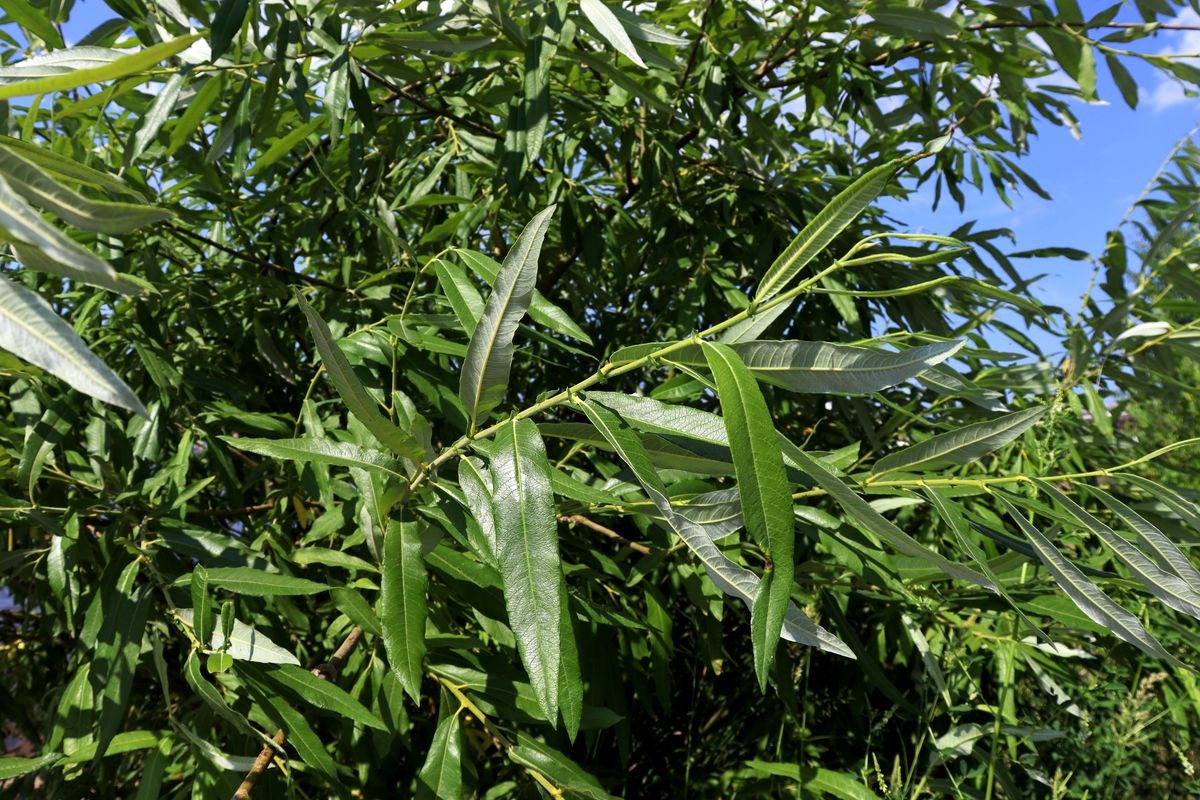 Image of Salix gmelinii specimen.