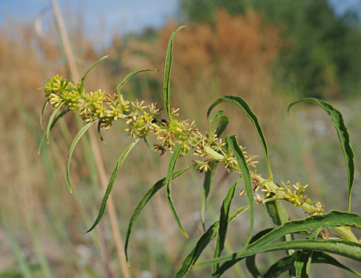 Image of Datisca cannabina specimen.