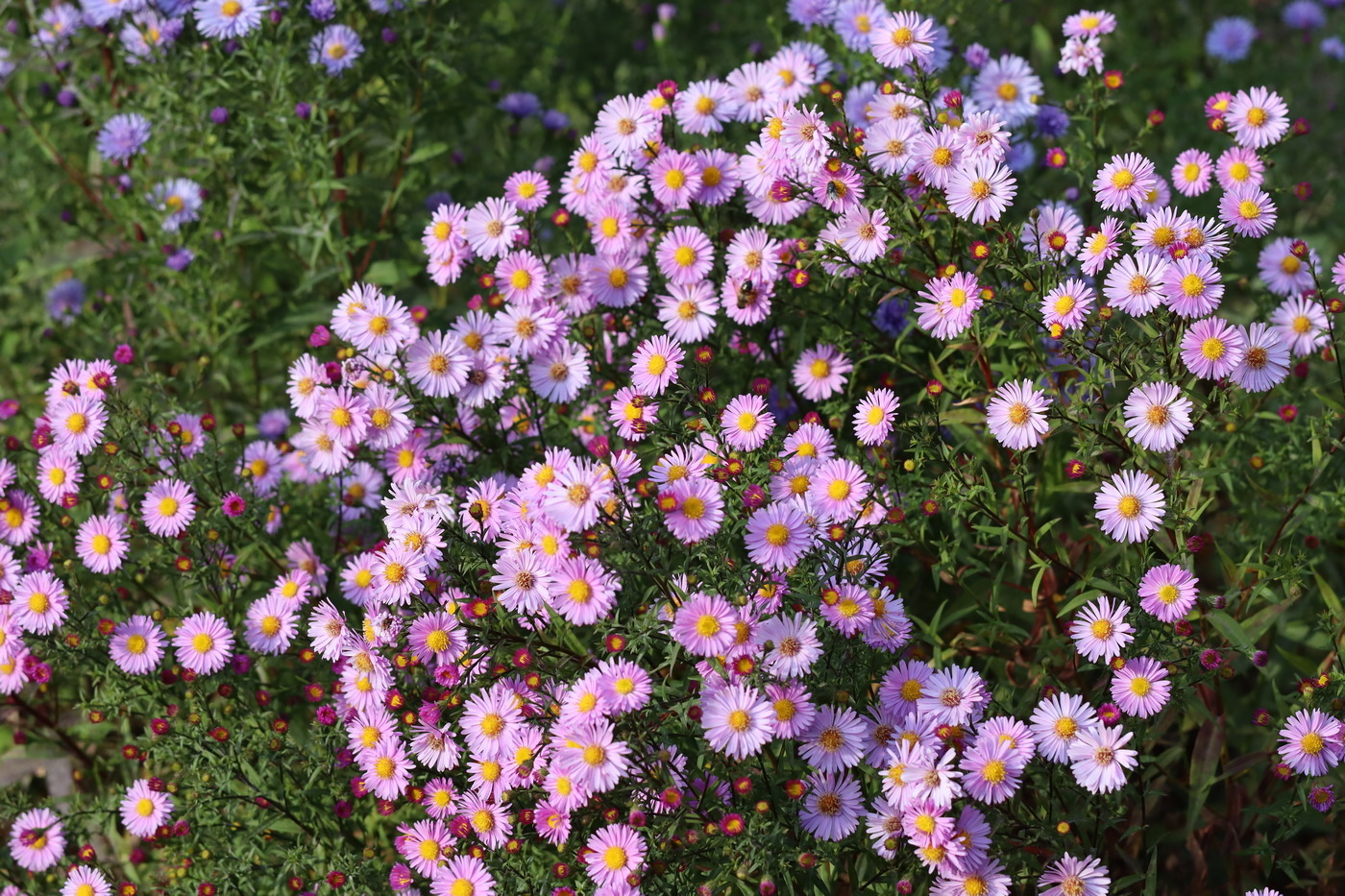 Image of Symphyotrichum &times; versicolor specimen.