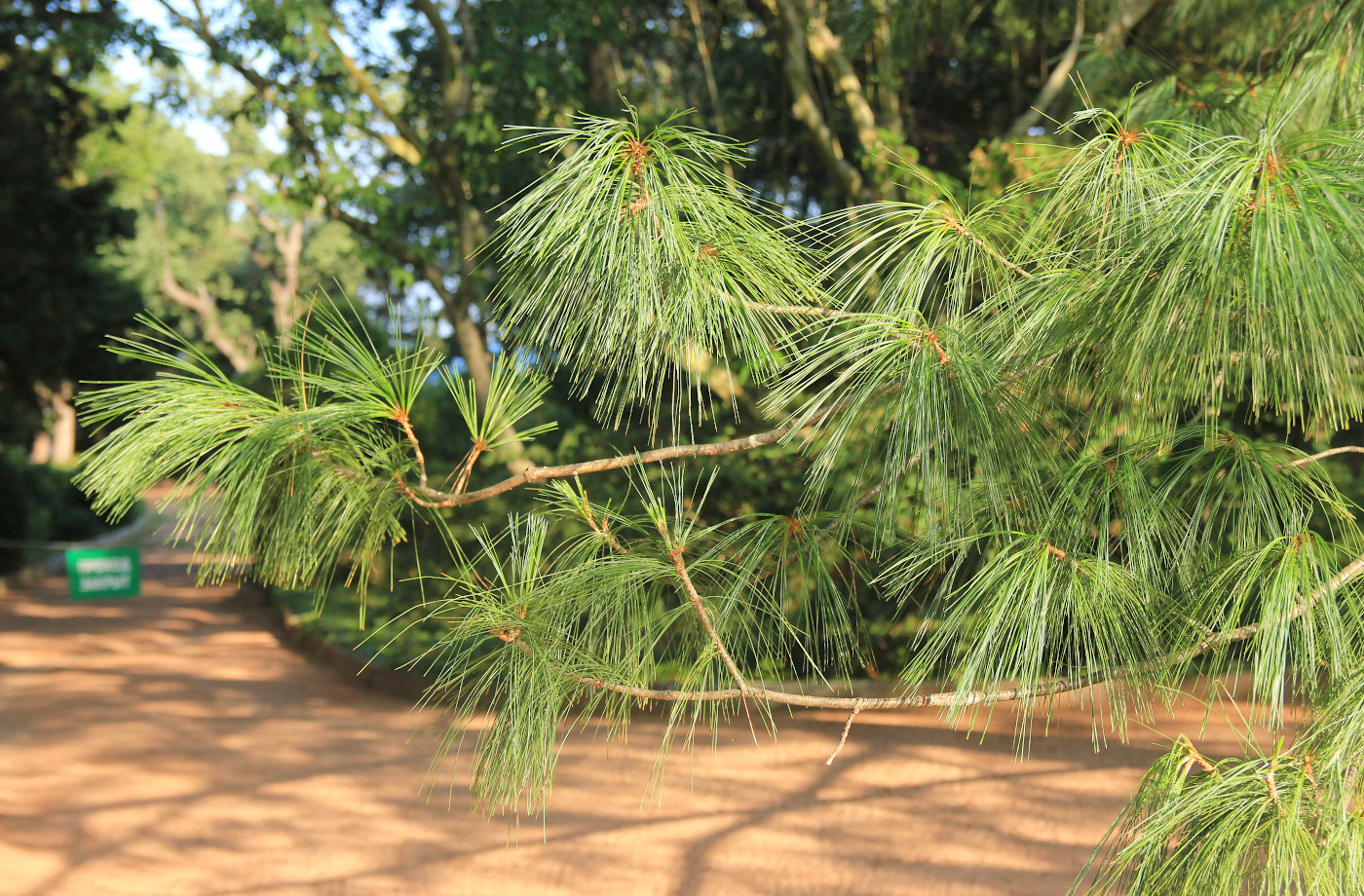 Изображение особи Pinus wallichiana.