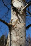 Betula papyrifera