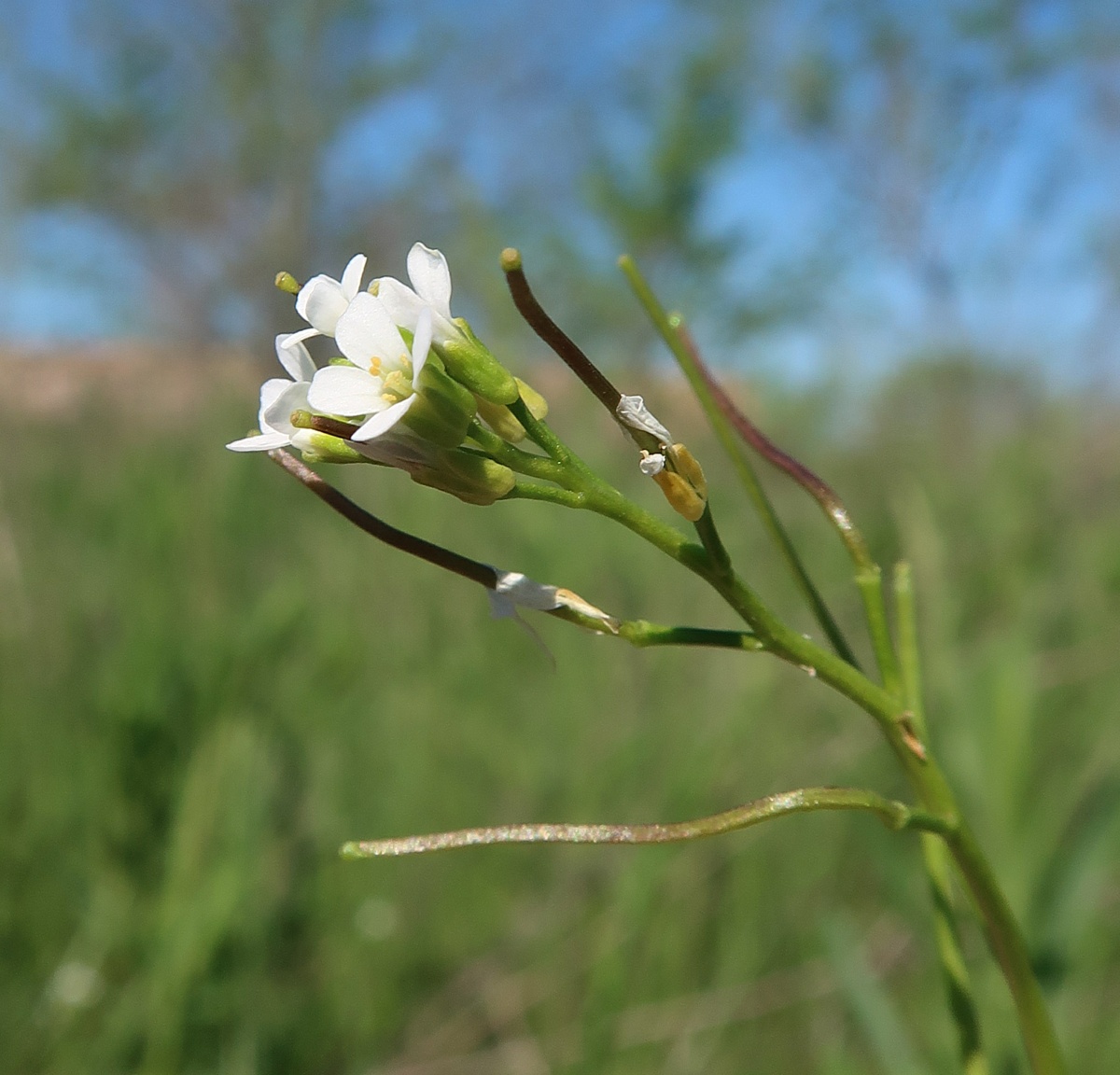 Изображение особи Arabidopsis thaliana.