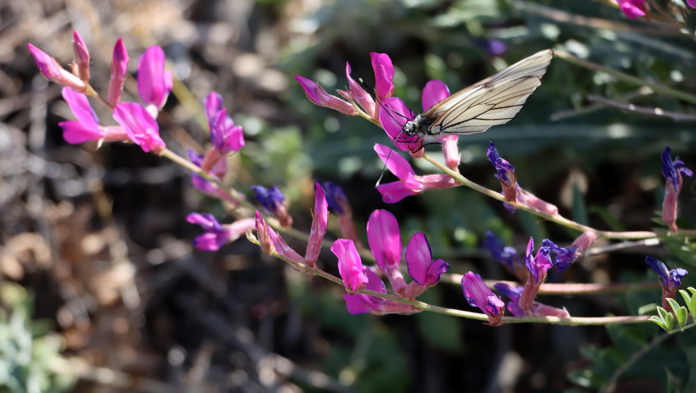 Image of Oxytropis pseudorosea specimen.