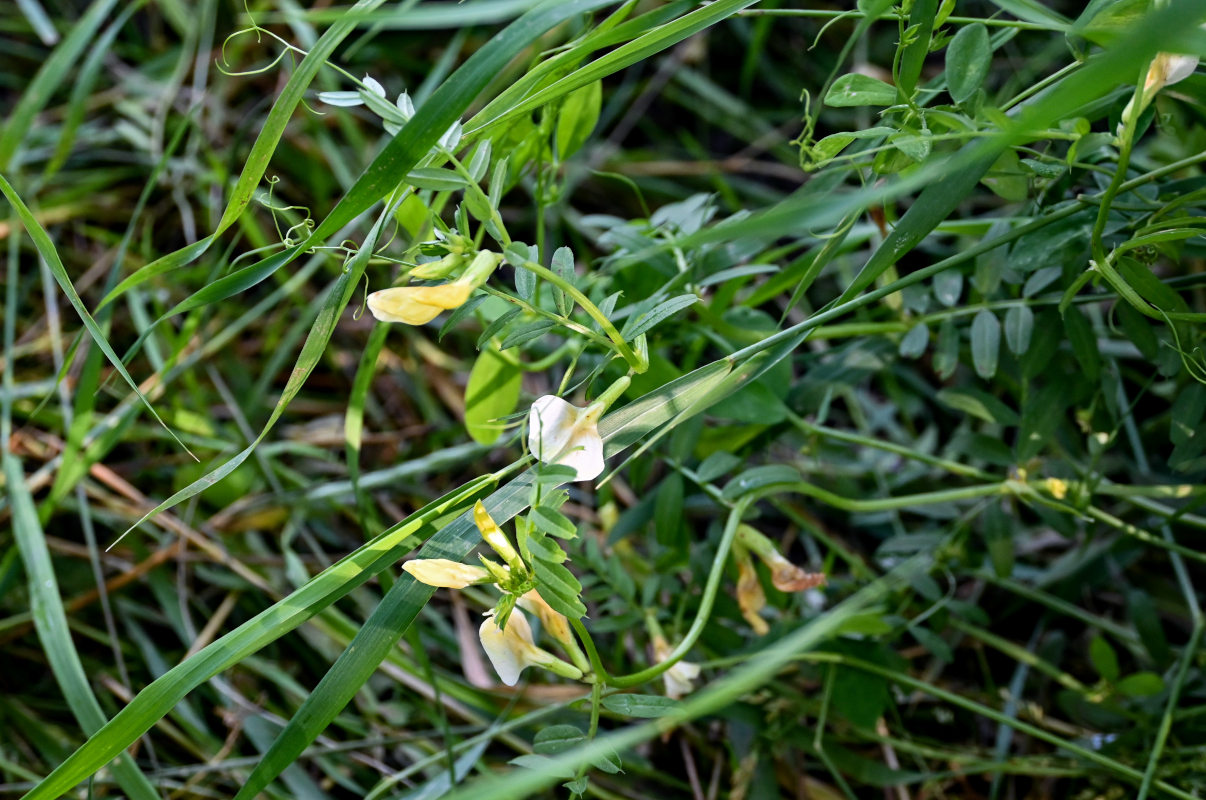 Image of Vicia grandiflora specimen.