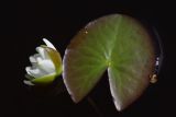 Смотреть изображение Nymphaea candida