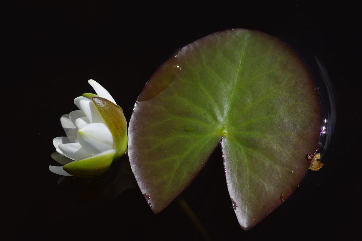 Image of Nymphaea candida specimen.