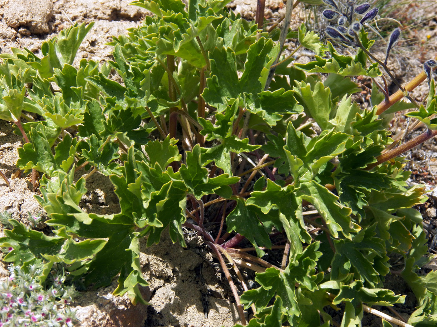 Изображение особи Delphinium brunonianum.