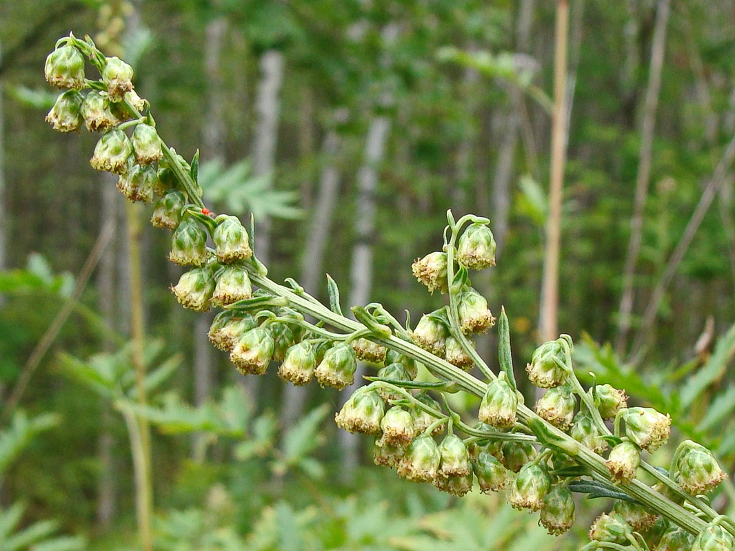 Image of Artemisia maximovicziana specimen.