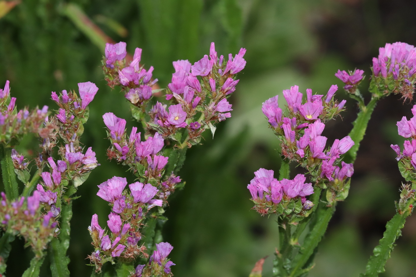 Изображение особи Limonium sinuatum.