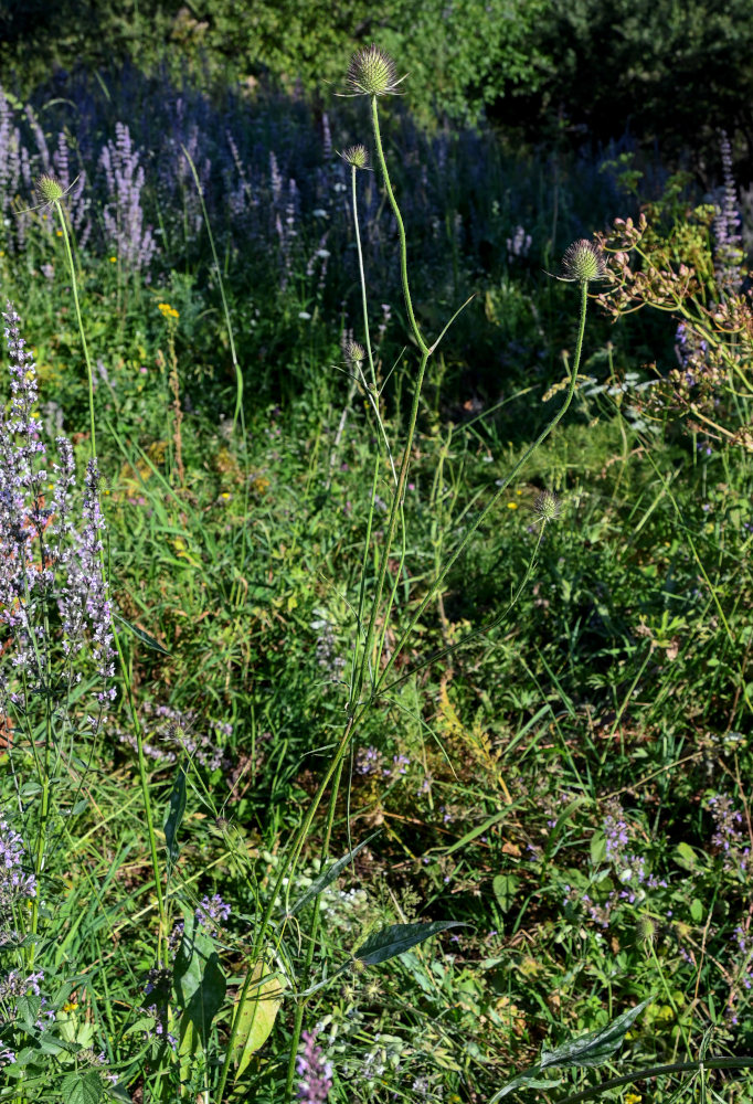 Image of Dipsacus dipsacoides specimen.