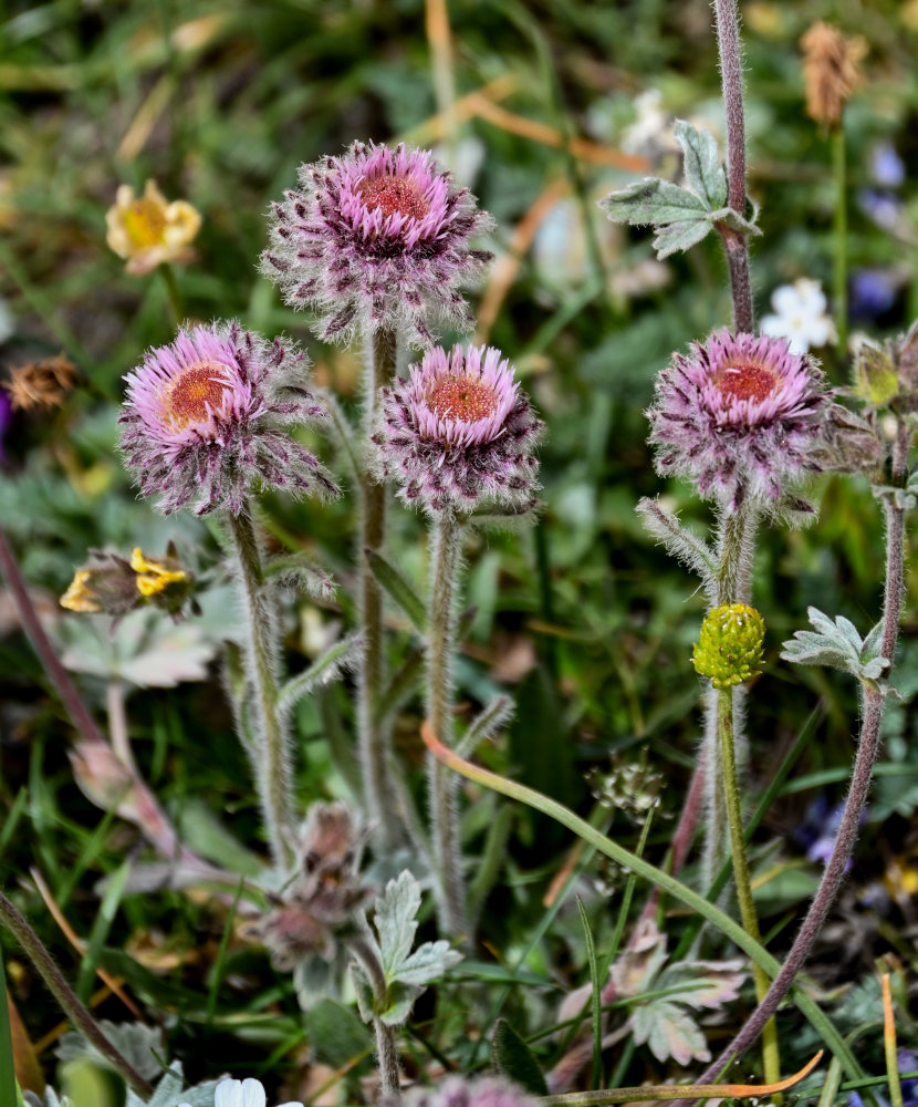 Image of Erigeron lachnocephalus specimen.