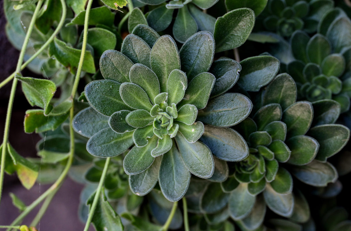 Image of Draba borealis specimen.