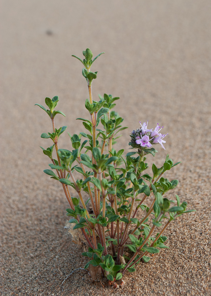 Изображение особи род Thymus.