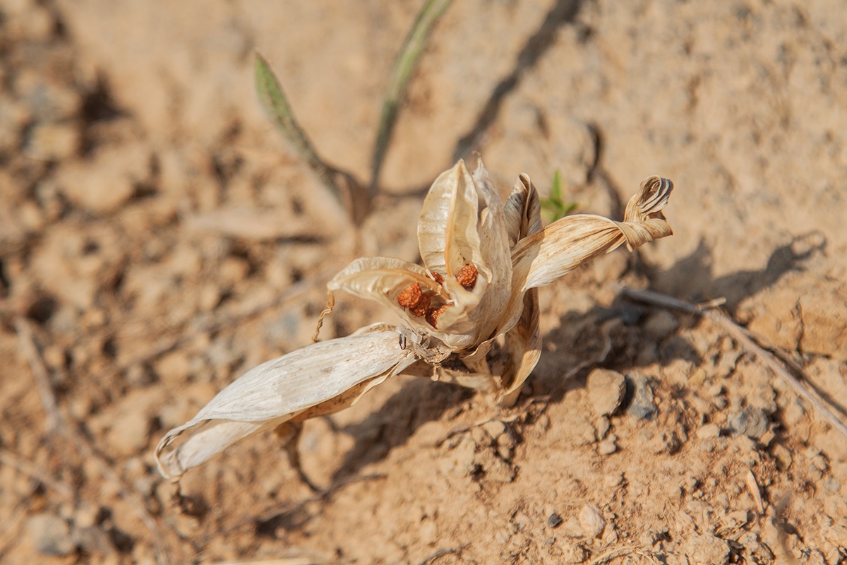 Image of Juno caucasica specimen.