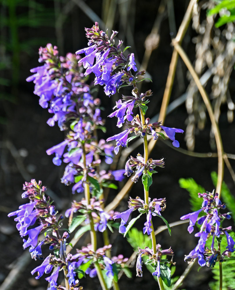 Изображение особи Dracocephalum nutans.