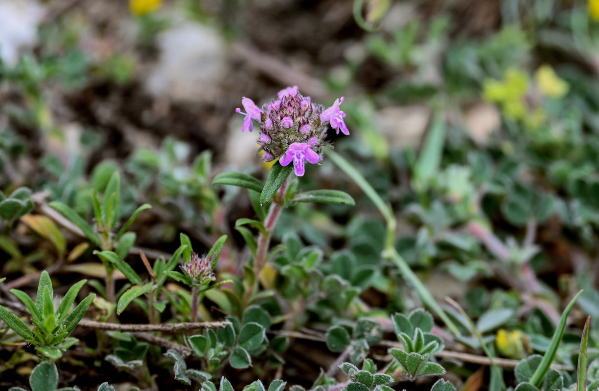 Image of genus Thymus specimen.