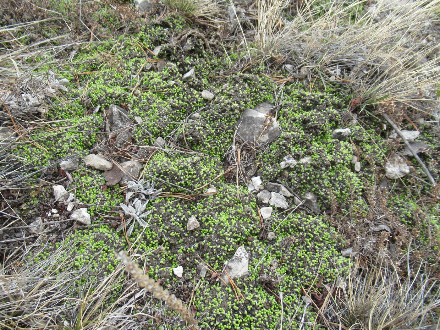 Изображение особи Asterella saccata.