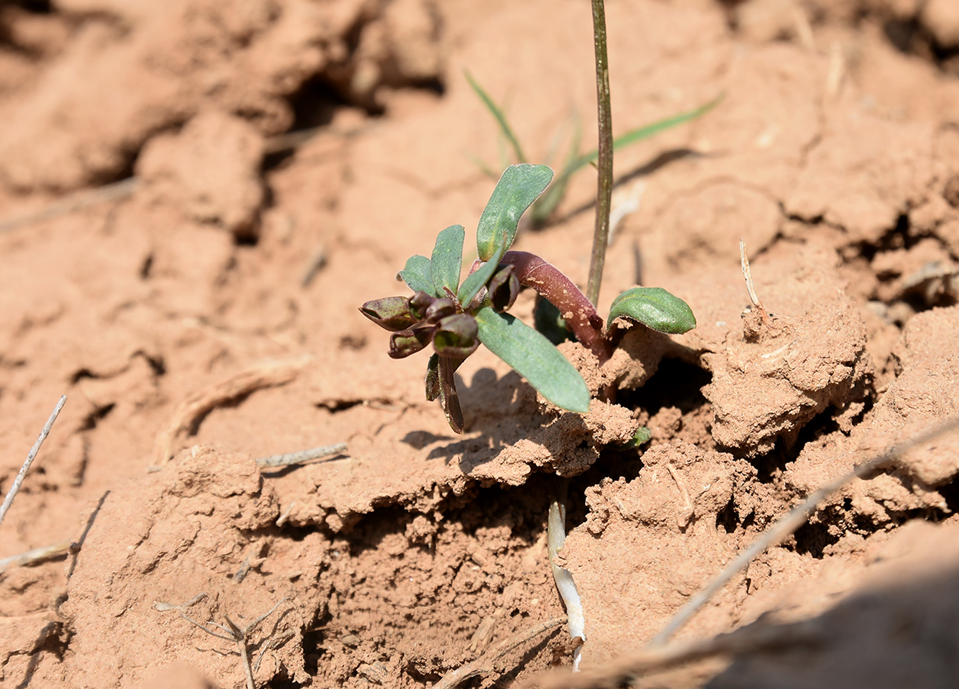 Изображение особи Euphorbia praecox.