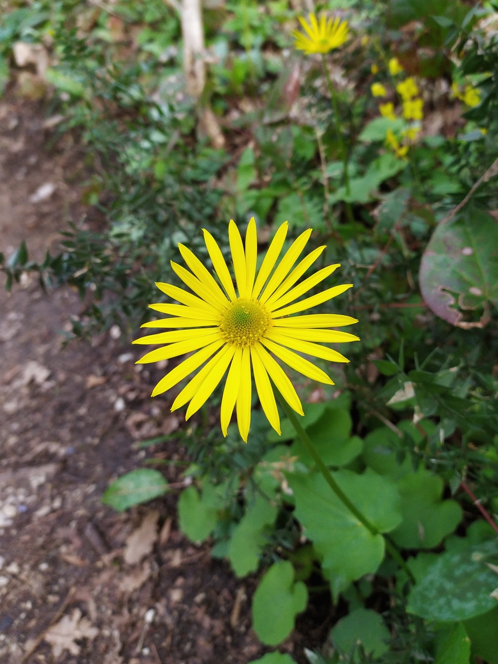 Image of Doronicum orientale specimen.