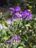 Lunaria annua. Верхушка соцветия с цветками и развивающимися плодами. Испания, автономное сообщество Каталония, провинция Жирона, комарка Сельва, муниципалитет Сускеда, комплекс «Святой Дом Фар» (Santuari de la Mare de Déu del Far), 1112 м н.у.м., возле заграждения хоз. построек. 19.04.2024.