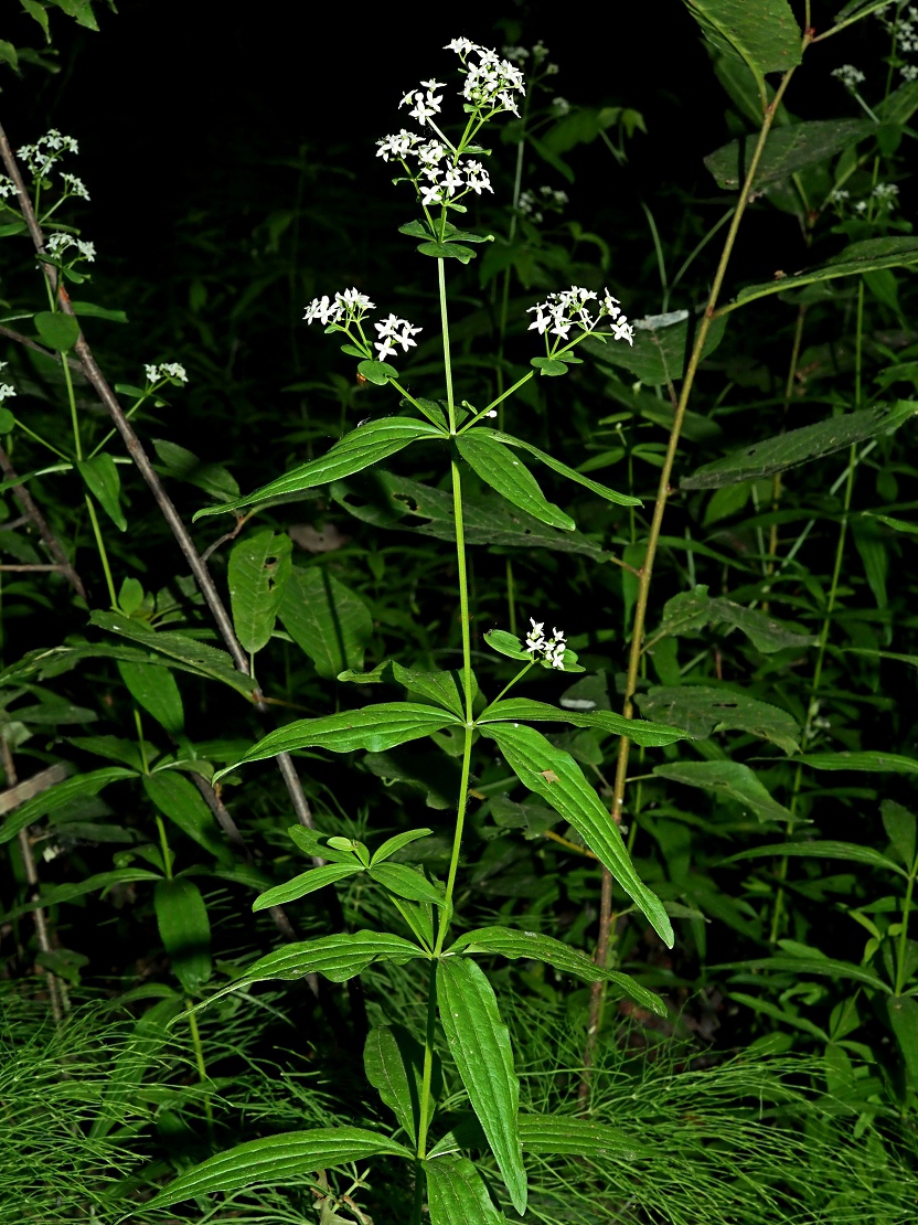 Изображение особи Galium physocarpum.