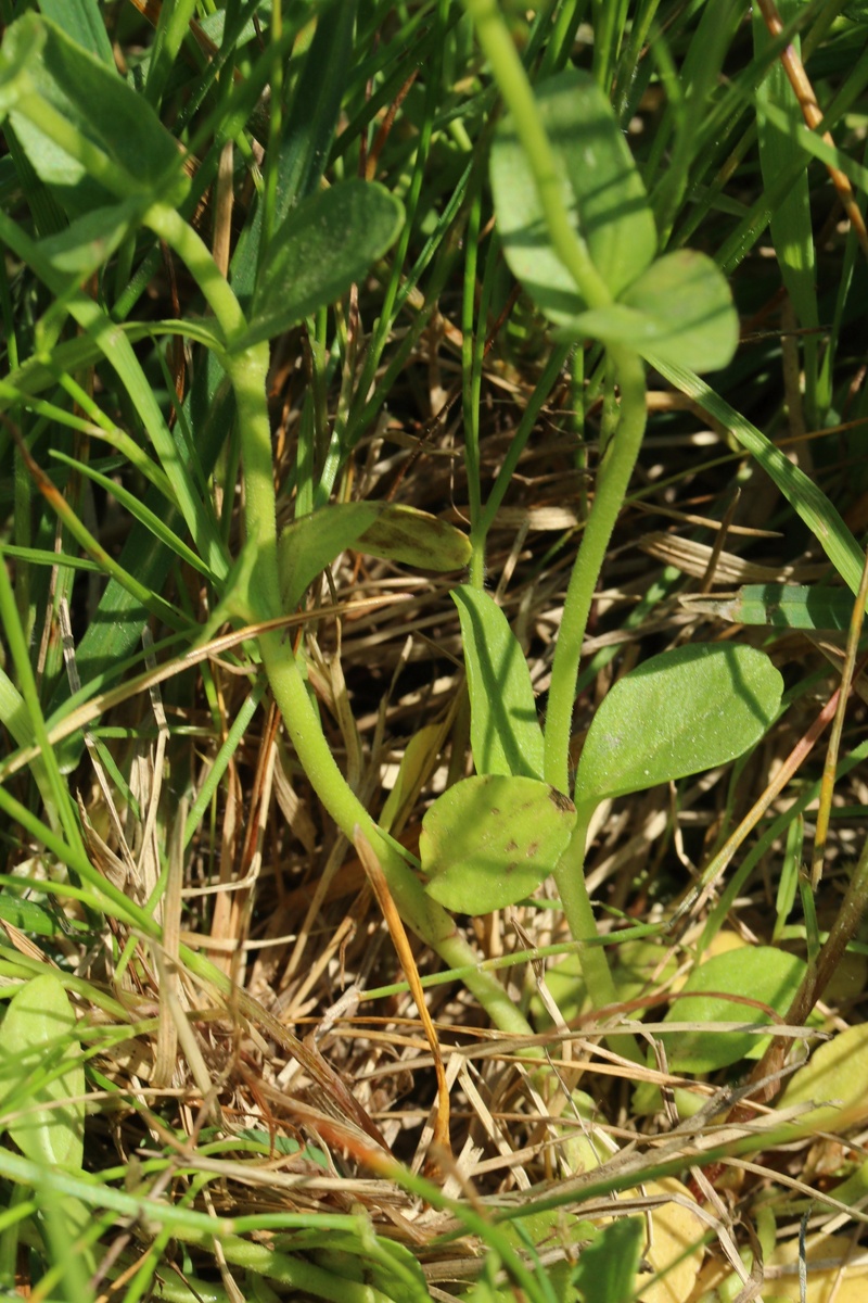 Image of Veronica serpyllifolia specimen.