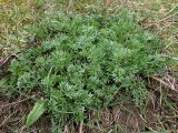 Artemisia absinthium