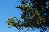 Araucaria heterophylla. Ветви. Италия, обл. Кампания, провинция Салерно, г. Амальфи, в культуре. 11 июня 2017 г.