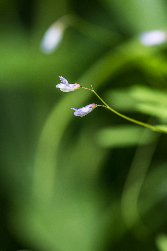 Image of Vicia tetrasperma specimen.