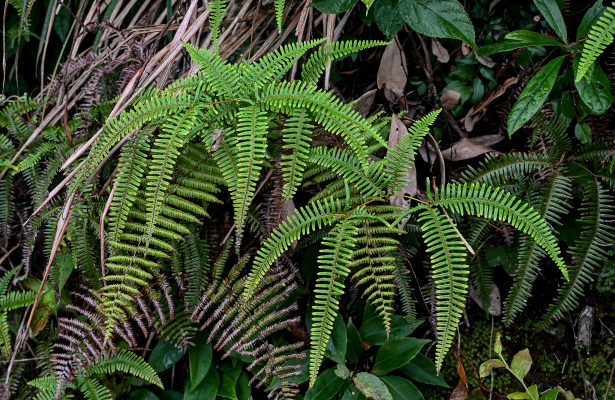 Изображение особи Dicranopteris linearis.