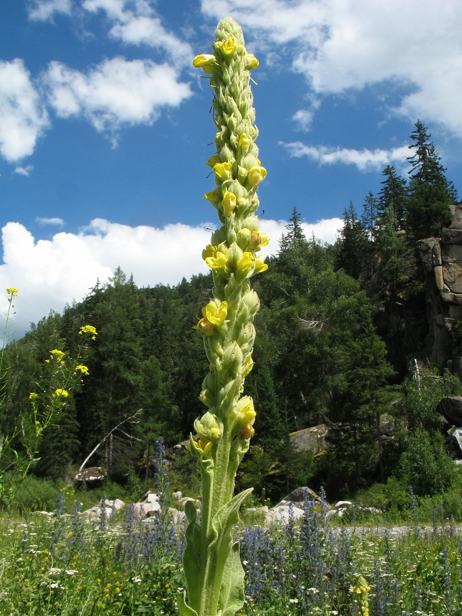 Image of Verbascum thapsus specimen.