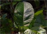 Rumex obtusifolius