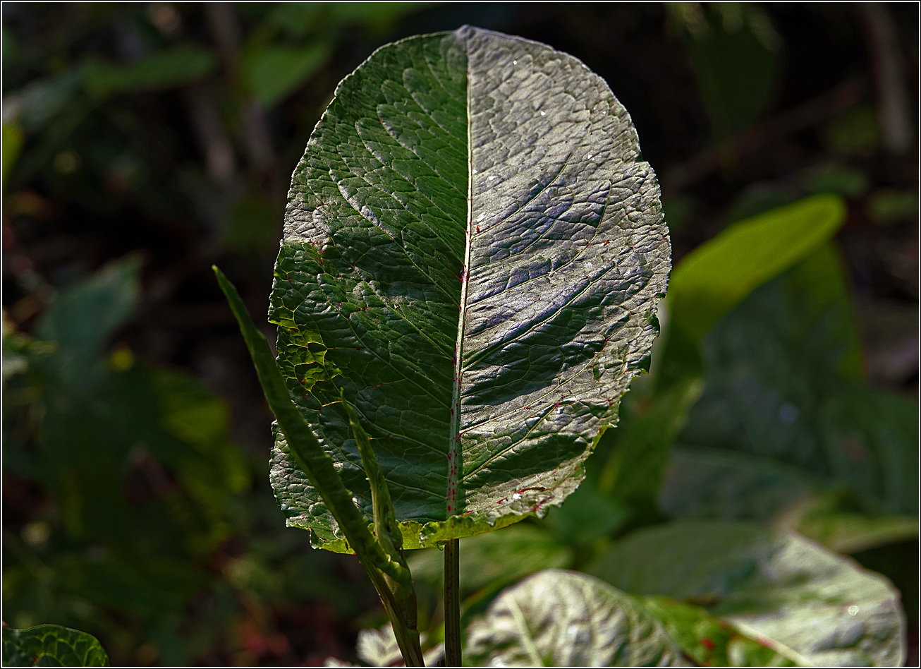 Image of Rumex obtusifolius specimen.