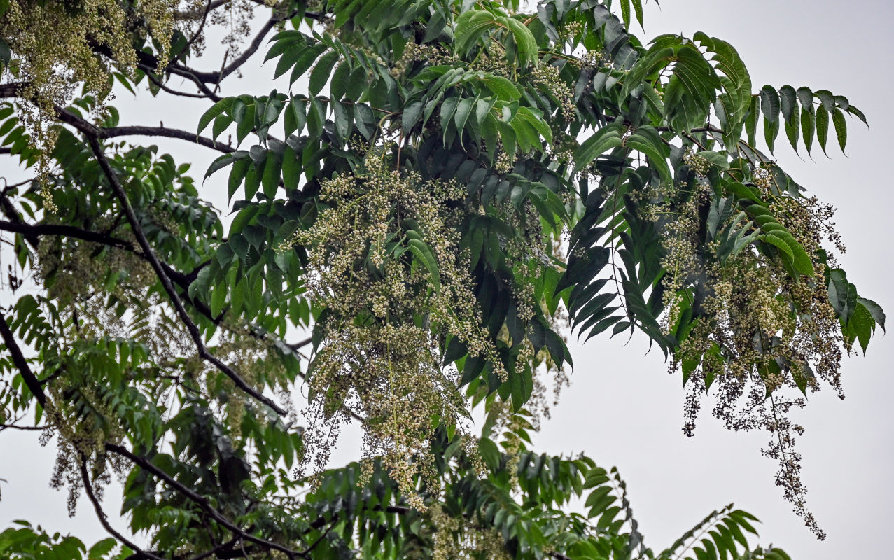 Изображение особи Toona sinensis.