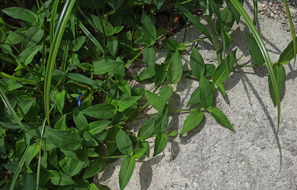 Image of Commelina communis specimen.