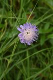 Knautia arvensis