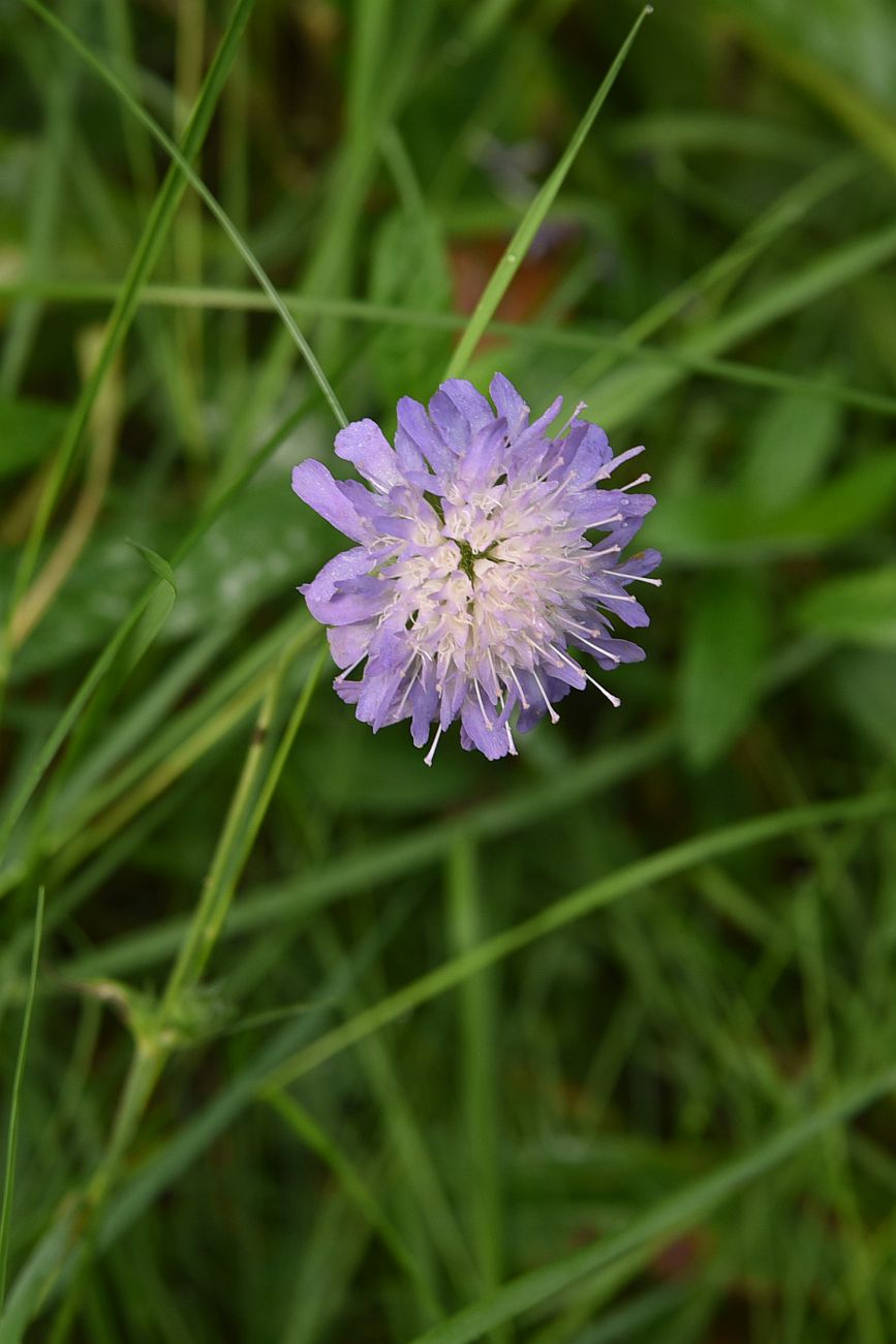 Image of Knautia arvensis specimen.