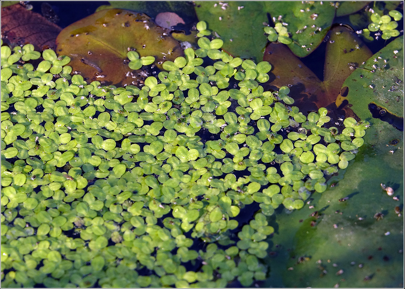 Image of genus Lemna specimen.