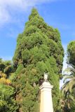 Cupressus sempervirens. Большая часть кроны взрослого дерева. Краснодарский край, Черноморское побережье Кавказа, г. Сочи, Дендрарий. 27 октября 2017 г.