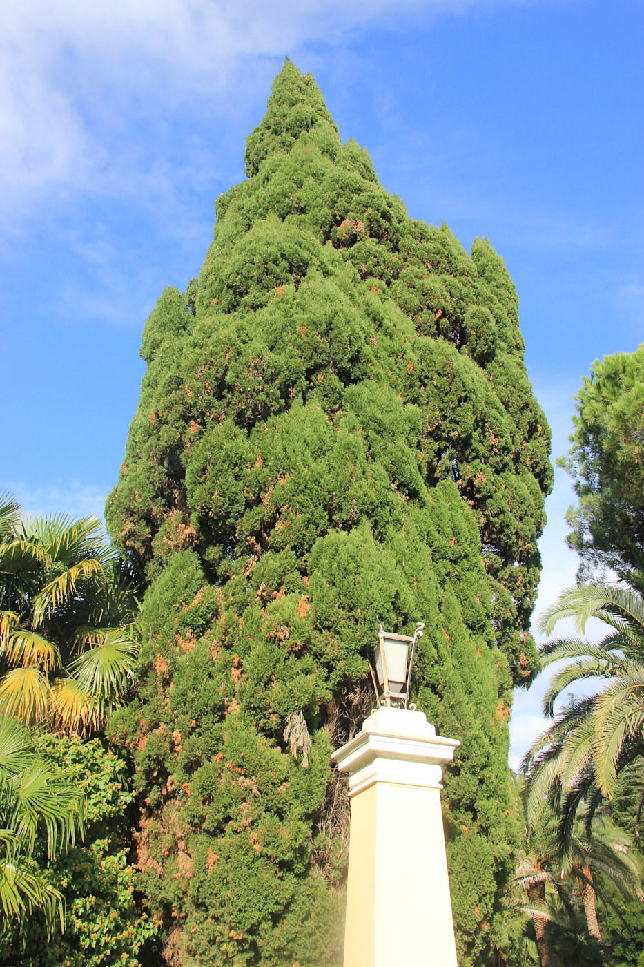 Изображение особи Cupressus sempervirens.