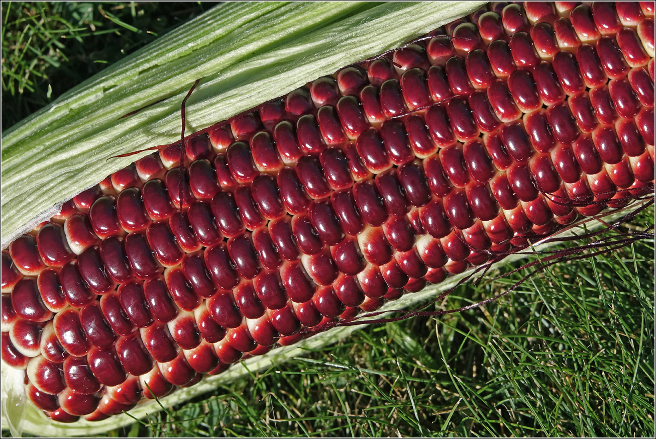 Image of Zea mays specimen.